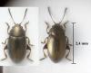 Mantura chrysanthemi